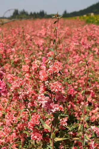 Vista 3 de Semillas de flores Clarkia – Elegante salmón doble luz (Clarkia Unguiculata) – Más de 1000 semillas de reliquia sin OMG, por Isla's Garden Seeds