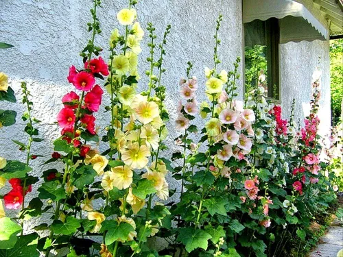 Vista 5 de Semillas Mezcla de Semillas de Malvarrosa Malva 30+ Semillas para Plantar Flores Perennes Vistosas Mezcla Multicolor