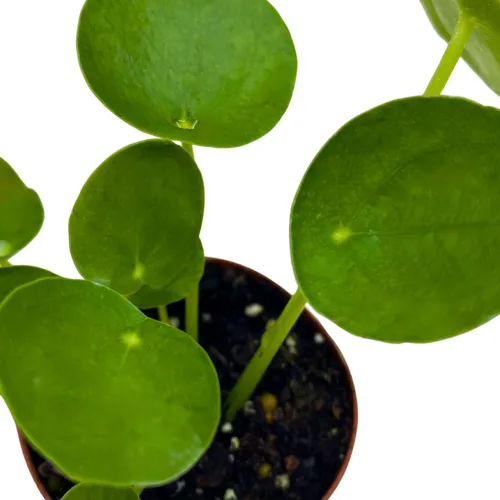 Vista 4 de BubbleBlooms Planta de dinero chino Pilea Peperomioides en maceta de 2 pulgadas