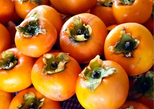 Vista 3 de Semillas de caqui americano para plantar al aire libre Semillas de fruta autóctonas sin OMG (30 semillas)