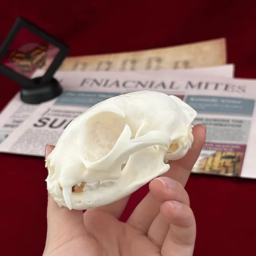 Vista 5 de Calaveras de animales reales en taxidermia, espécimen de huesos reales, suministros de taxidermia para educación científica, regalo especial