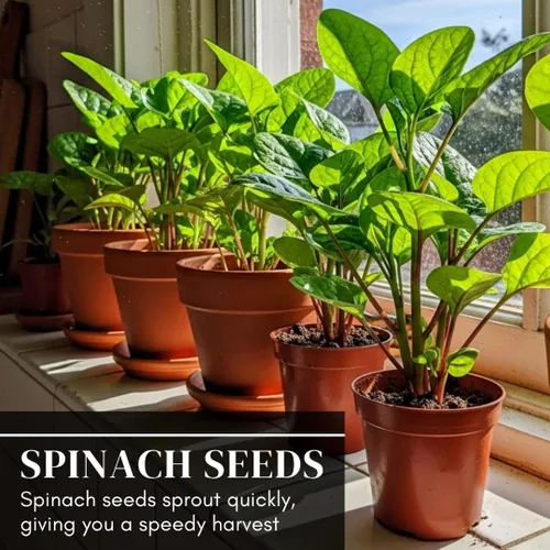 Vista 7 de 100 Red Malabar spinach Seeds [callo de hoja gruesa de Guyanés] vid de rápido crecimiento