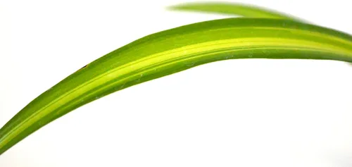 Vista 5 de 9GreenBox - Planta araña oceánica - Fácil de cultivar - Limpia el aire - Nuevo - Paquete de 2