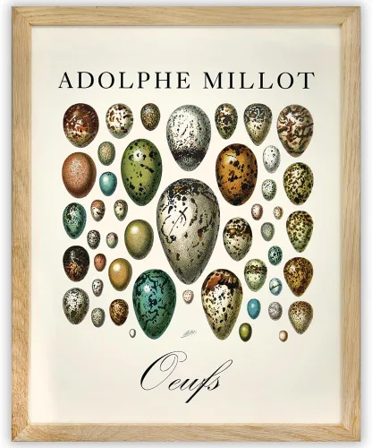 Vista 2 de Lone Star Art Adolphe Millot Oeufs Vintage Bird Egg Illustration 11x14 Framed Poster Ready to Hang Scientific Artwork