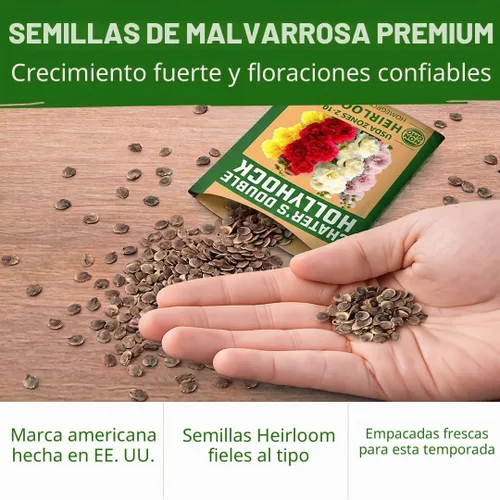 Vista 7 de HOME GROWN Semillas de Hollyhock de doble mezcla de Chater, 200 semillas