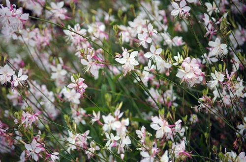 Vista 2 de 100 semillas de flores blancas GAURA Gaura Lindheimeri