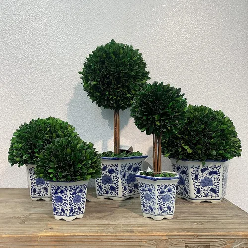 Vista 8 de Galt International Topiarios de boj preservados naturalmente en maceta de cerámica azul y blanca, bola de 11 pulgadas y topiario de árbol de 19