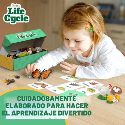 Vista 4 de Kit de animales de ciclo de vida, juguete de ciencia Montessori con juego de 24 piezas, mariposa, rana, pollo, abeja, mariquita y tortuga, regalo