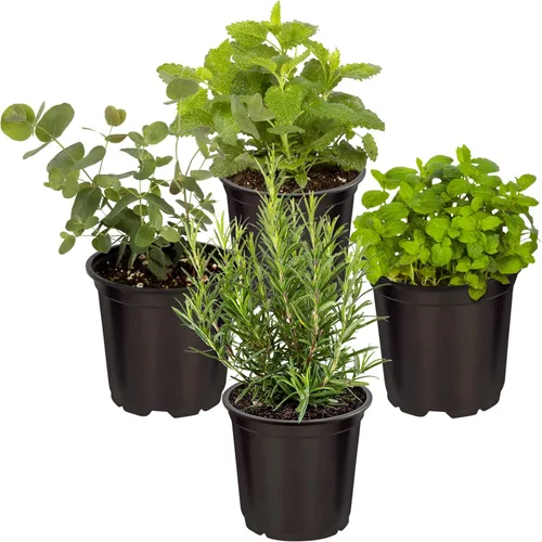 Vista 11 de Hierba aromática y comestible viva, lavanda (4 por paquete), potenciador natural del sueño, 6 pulgadas de alto por 4 pulgadas de ancho en 1 pinta