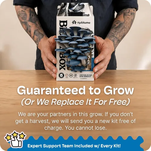 Vista 6 de BloomBox Kit de Cultivo de Setas Ostra Azules – Listo para Fructificar Regalo de Jardinería Interior – Tronco de Spawn Orgánico para Hongos Frescos