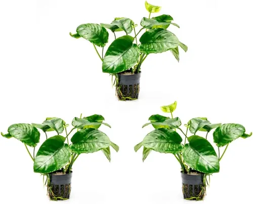 Vista 60 de SubstrateSource Plantas vivas – Anubias Hastifolia (Anubias hastifolia) – Luz baja a moderada, hojas en forma de flecha de color verde medio a