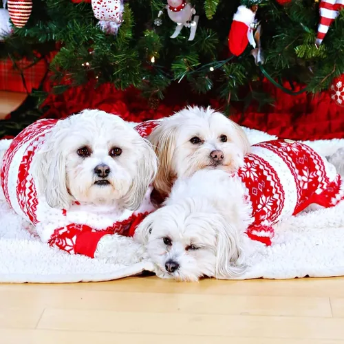 Vista 7 de KYEESE Pijamas de Navidad para Perros, Pijamas Navideños para Perros Pequeños con Patrón de Copo de Nieve, Cálido Mameluco de Vellón para Gato