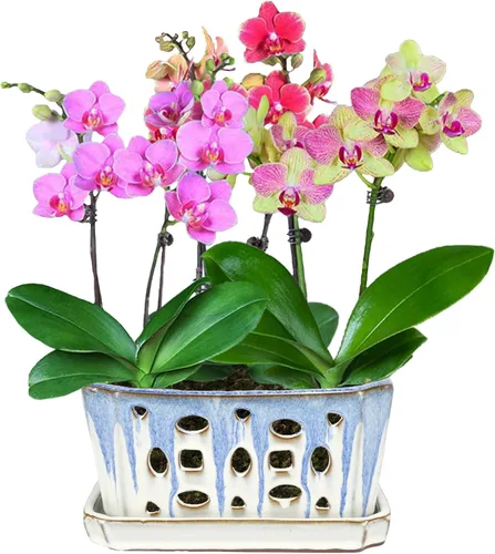 Vista 7 de W&W Maceta de orquídeas con agujeros y platillo para trasplantar, azul y blanco, 9.7 pulgadas