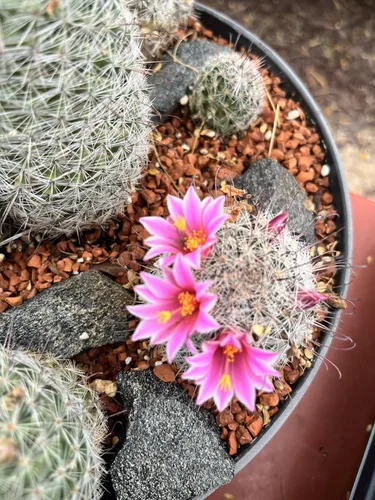 Vista 7 de Voulosimi Tierra de Arcilla Calcinada Hortícola para Bonsái, Cactus y Suculentas (Tierra Más Grande, 4.5KG), HTKL-D-1