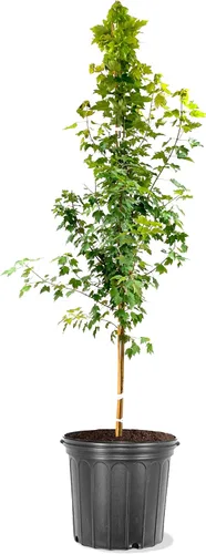 Vista 2 de American Plant Exchange Árbol de arce rojo grande de verano, maceta de 5 galones, 2-3 pies de alto, planta de jardín grande para exteriores