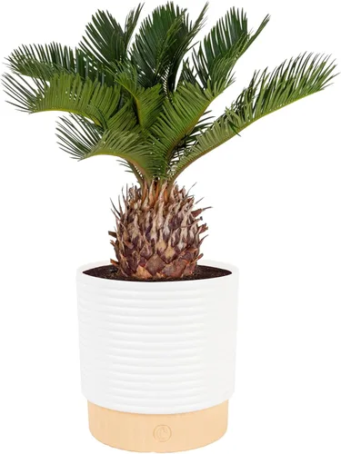 Vista 13 de Costa Farms Planta viva de palma de bambú en maceta decorativa, planta de interior grande purificadora de aire, perfecta para decoración del hogar