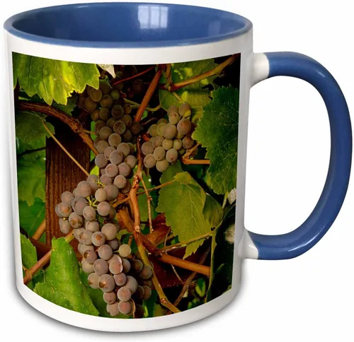 Vista 10 de 3dRose Danita Delimont – Vineyards – Estados Unidos, Oregón, Keizer, Pinot Gris Vineyard – US38 RBR0729 – Rick A Brown – Tazas, Negro/Blanco