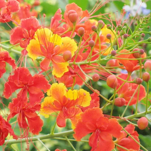 Vista 5 de 5 semillas de ave mexicana roja del paraíso, flor de pavo real, orgullo de Barbados, Flos Pavonis, semillas de poinciana enana - Atrae polinizadores