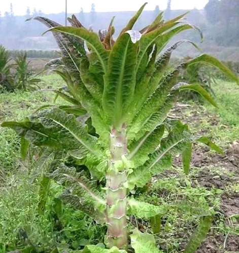 Vista 3 de Semillas de lechuga de espárragos, tallo de lechuga, espárragos, apio y lutuga, 200