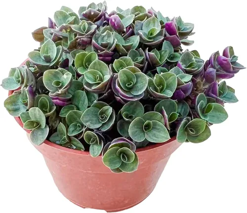 Vista 7 de Suculenta viva Sedum Adolphi 'Firestorm', 4 pulgadas, totalmente arraigada, fácil de cuidar
