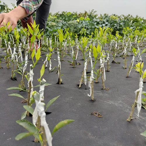 Vista 8 de Cinta de Injerto Película de Injerto para Plantas, Paquete de 2 Cinta de Injerto de Jardín Extensible Cintas de Reparación de Plantas para Injertos