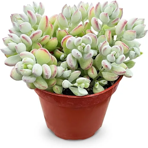 Vista 22 de Suculenta viva Sedum Adolphi 'Firestorm', 4 pulgadas, totalmente arraigada, fácil de cuidar