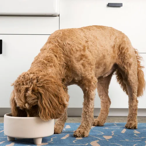 Vista 5 de Waggo Uplift - Tazón de cerámica para perros para razas pequeñas, medianas y grandes, pesado y duradero, para alimentos y agua, apto para Crema