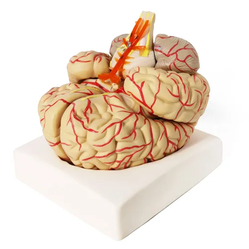 Vista 9 de Evotech - Modelo de cerebro humano con arterias, 9 partes de anatomía de tamaño real, modelo de cerebro en una base, muestra horizontal liso a Rojo