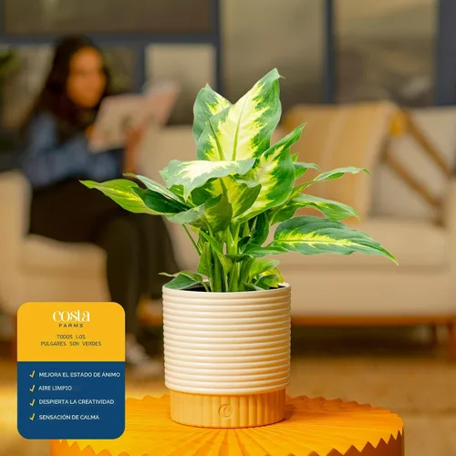 Vista 5 de Costa Farms Dieffenbachia, planta de interior viva, fácil cuidado Maceta de jardín