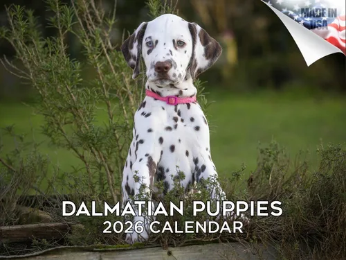 Vista 66 de Calendario de Lebrel Afgano 2025 2026, calendario mensual de pared de raza canina, 12" x 18" abierto, papel grueso sin traspaso, ideal para regalo