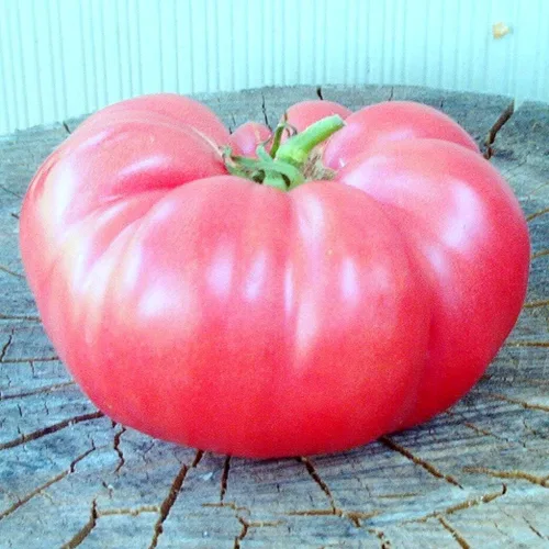 Vista 5 de Semillas de tomate rosa Bogema para plantar aproximadamente 30 semillas para plantar sin OMG