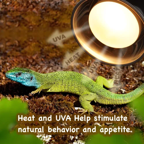Vista 4 de Paquete de 2 bombillas de calor para reptiles de 75 W, bombillas de calor UVA para dragones barbudos, tortugas, serpientes, lagartos y anfibios