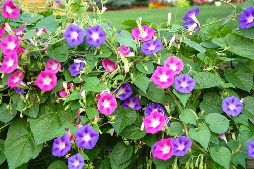Vista 2 de Semillas Morning Glory Purple Mix Ipomoea Flores anuales