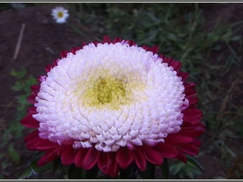 Vista 6 de Semillas Flores Aster Invierno Cereza Anual - 100 Semillas