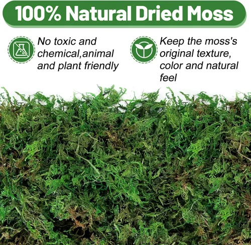Vista 2 de Musgo verde natural de 10 onzas para plantas de interior, musgo real de bosque seco para manualidades, jardines de hadas artificiales, mosswall