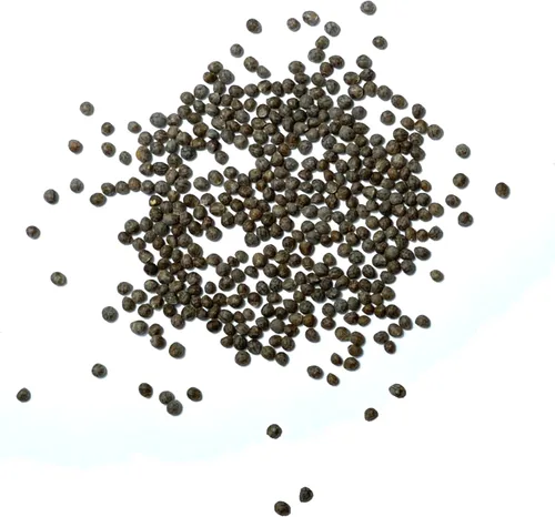Vista 6 de Seed Needs Green Shiso Seeds to Plant Heirloom Perilla No GMO 5 paquetes