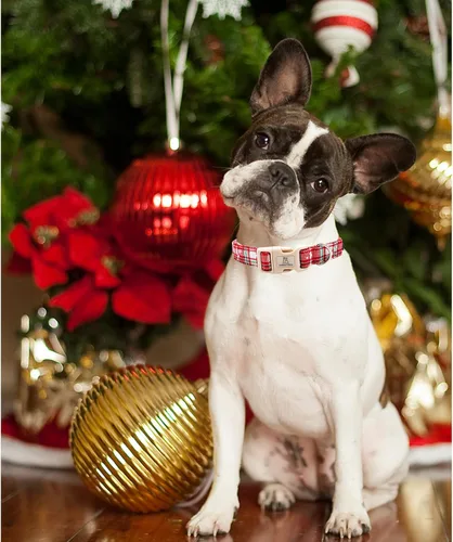 Vista 5 de Lionheart glory Collar de perro a cuadros de Navidad, ajustable, suave, regalo para mascotas, collares rojos para perros pequeños, medianos y grandes