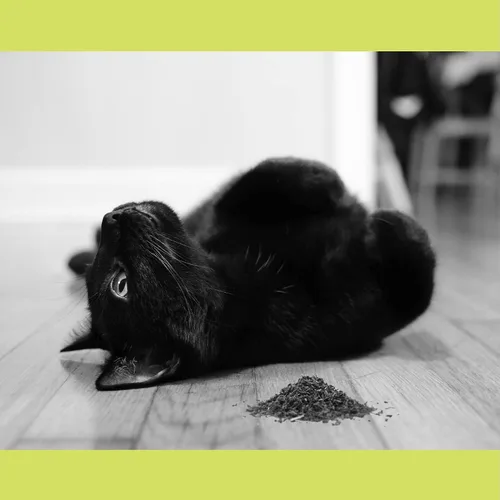 Vista 8 de Catnip, hierba gatera totalmente natural prémium (8 oz de corte fino)