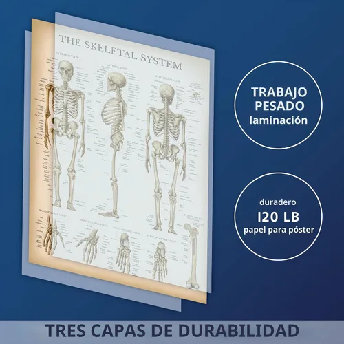 Vista 3 de Palace Learning Cuadro anatómico del sistema esquelético vintage, póster de anatomía de esqueleto humano (laminado, 18 x 24 pulgadas)