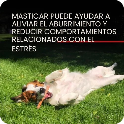 Vista 8 de Redbarn Pet Products All Natural Bully Sticks de 5 a 8 pulgadas para perros pequeños y grandes – Paquete variado de masticables saludables de larga