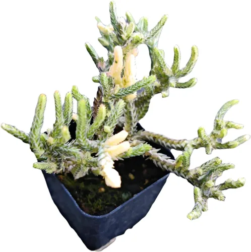 Vista 4 de Plantas vivas de crassula para decoración del hogar (collar de bebé de 2 pulgadas abigarrado)