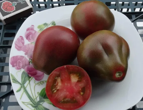 Vista 2 de Tomate negro en forma de pera indeterminado vegetal no transgénico para plantar