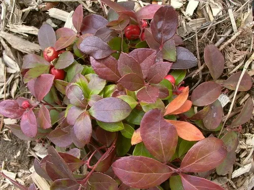 Vista 7 de 20 Semillas de flores de hoja perenne de Gaultheria Procumbens