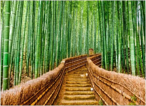 Vista 7 de MyPuzzle Kyoto Japan in Bamboo Forest - Rompecabezas prémium de 100 piezas para adultos