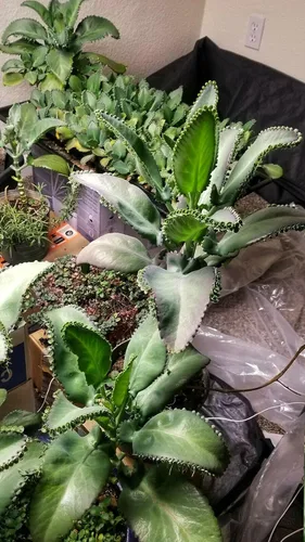 Vista 3 de 1 planta viva madre de miles Suculenta Kalanchoe Daigremontiana de 4 pulgadas Bryophyllum Daigremontianum 1 planta de sombrero mexicano