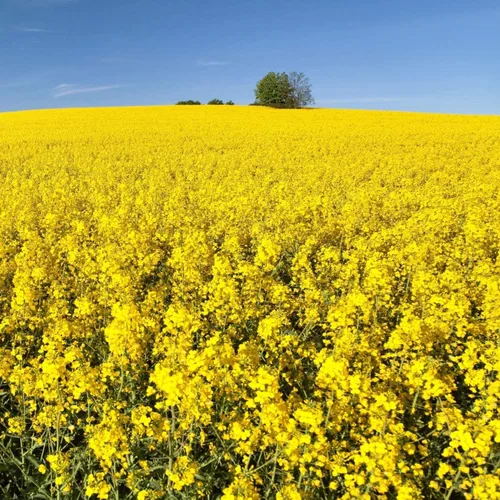 Vista 2 de Brassica Dwarf Essex - Semilla de colza de forraje para parcelas de alimentos y cultivos de cobertura (8 onzas)