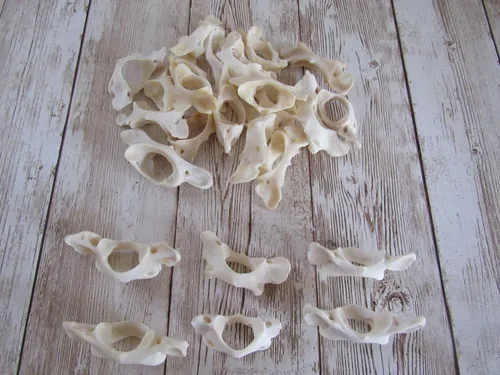 Vista 2 de Biker Bettys 5 Mapache Vertebra Atlas Mariposa Hueso Taxidermia Artesanía Dientes Huesos Animales Coyote