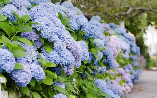 Vista 4 de Hortensias All Summer Beauty - Planta viva (1 cuarto de galón)