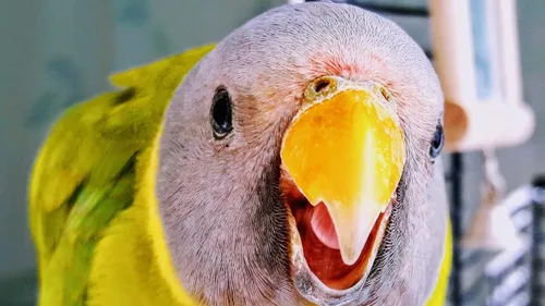 Vista 6 de JW Pet Company Activitoy - Juguete para pájaros pequeños de doble eje, los colores varían