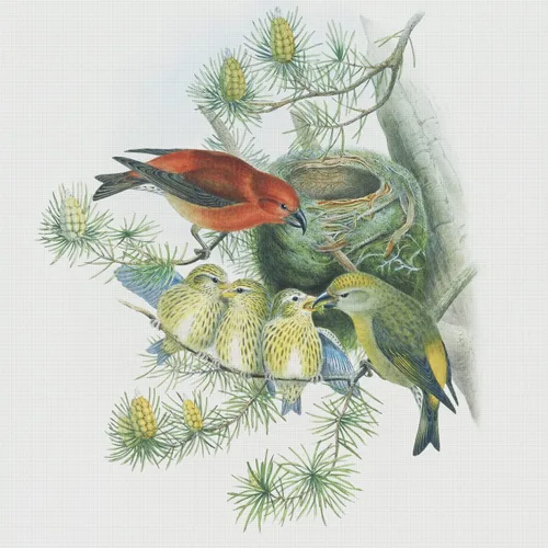 Vista 16 de Canguros australianos John Gould Counted Patrón de punto de cruz